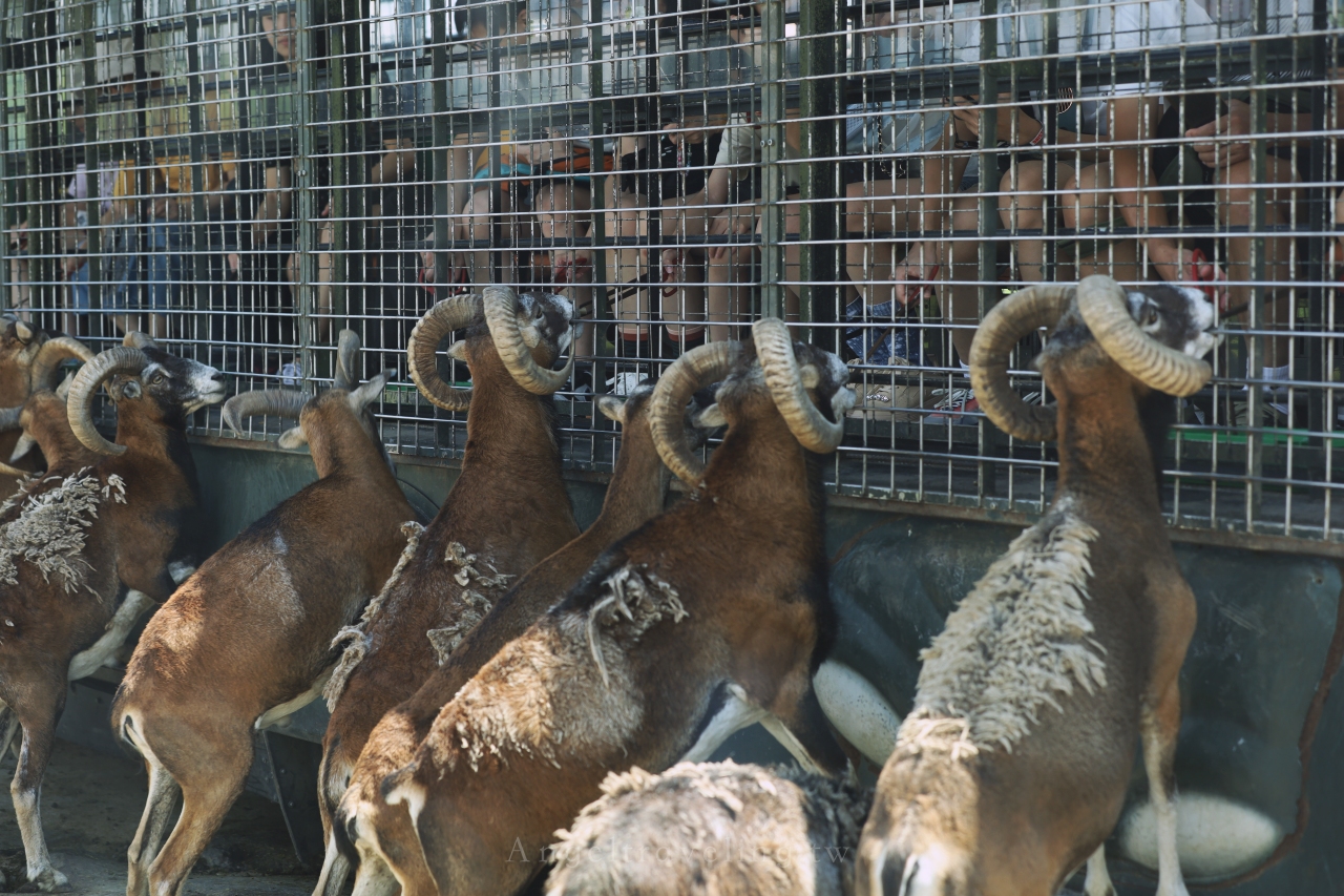 九州自然野生動物園 1344