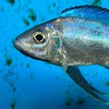 坦藝魚坊非洲慈鯛坦干伊喀湖南美慈鯛異形珍稀魚分享交流討論