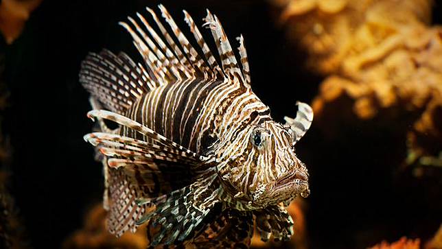 Menyelamatkan Ikan Spesies Baru di Bawah Ancaman Lionfish