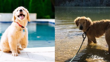 雖然少了一條腿，Ollie還是活得很精采，值得我們向牠看齊！