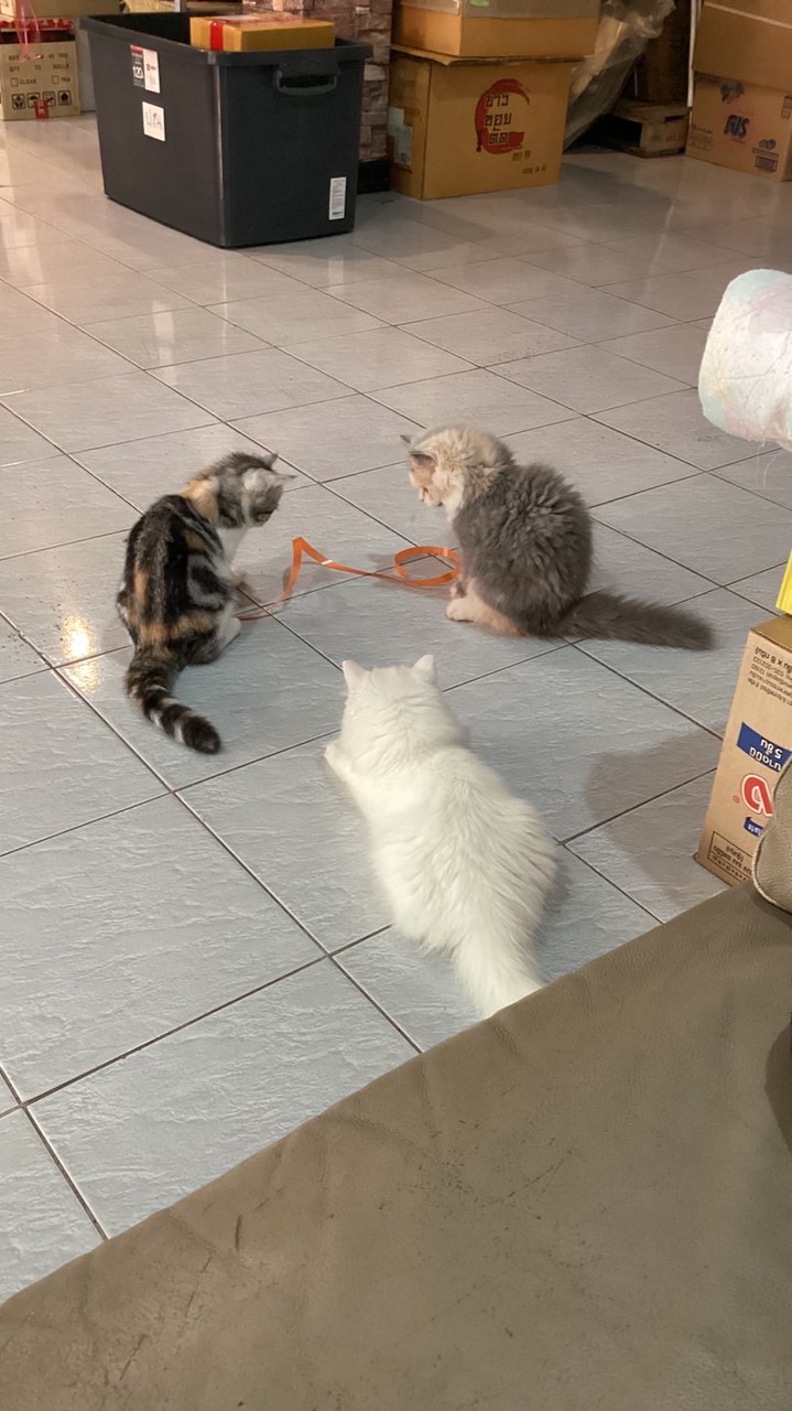 เจ้าปุกปุย 3ใบเถา สาวๆแสนสวย