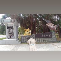 台南平實公園毛孩群