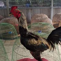 กลุ่มซื้อ-ขายไก่ชน ทุกสายพัน🐔