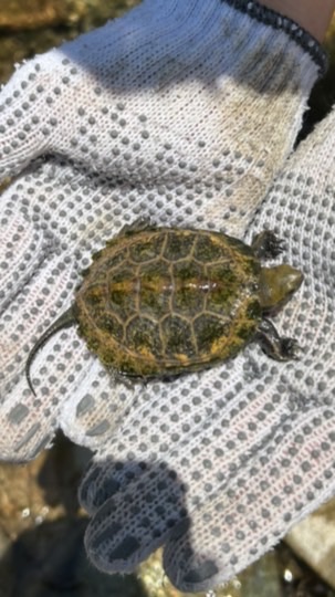 日本石亀好きの会