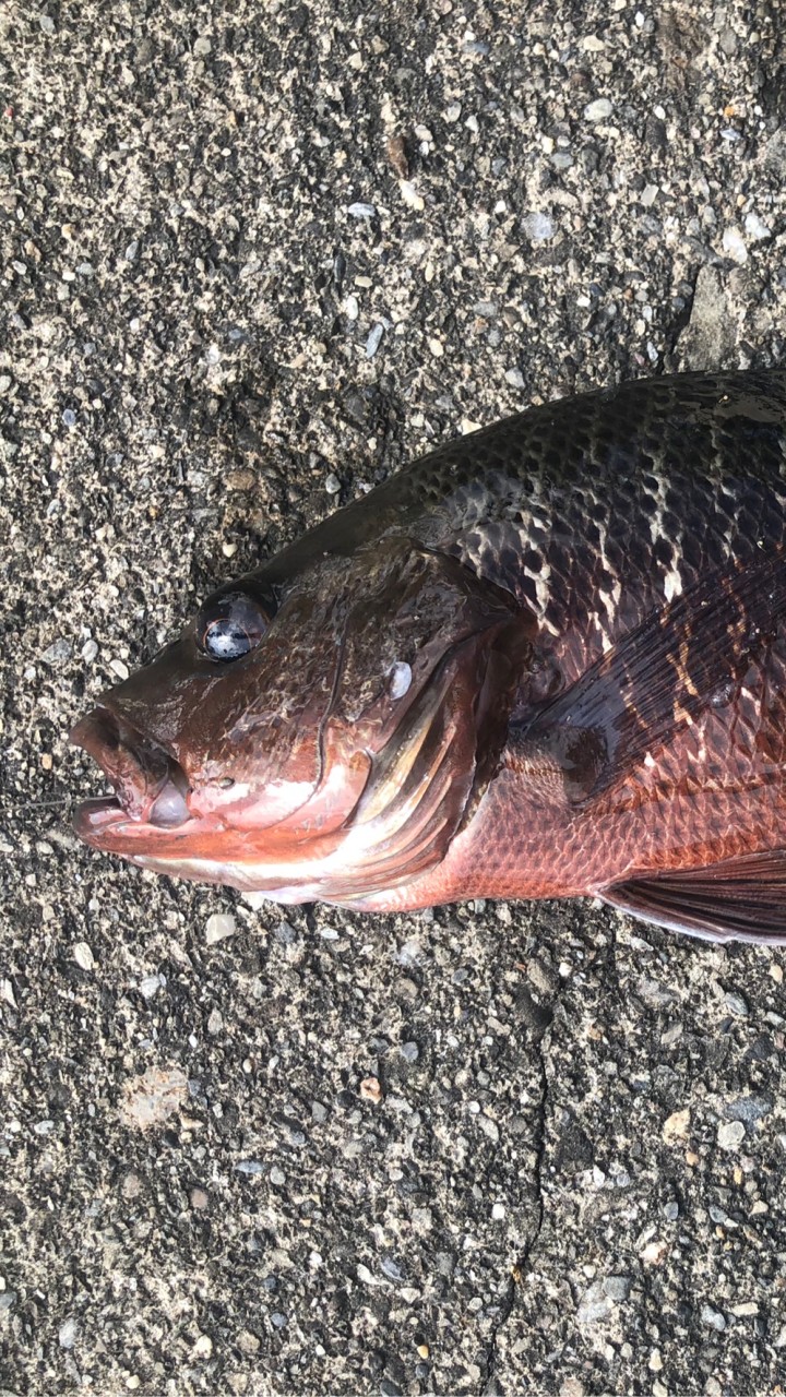 北部地區釣魚交流協會