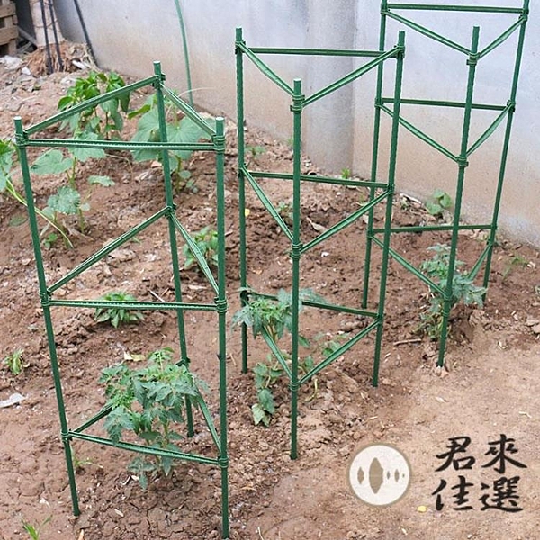 黃瓜架西紅柿番茄攀爬支架爬藤植物支架茄子架豆角爬藤架支柱園藝