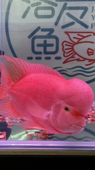 角落友魚