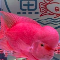 角落友魚