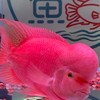 角落友魚