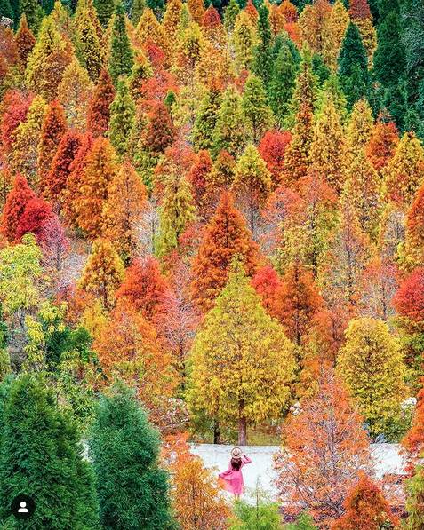 圖片來源：IG @molly888666