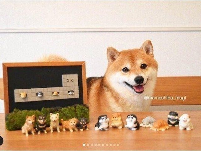 見つけたらガチャしたくなる！「柴犬カプセルトイ」3選（いぬのき