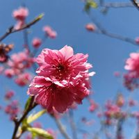 開慧的楞嚴，成佛的法華，富貴的華嚴