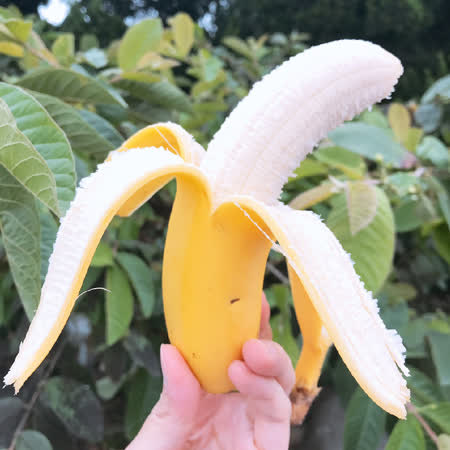 【水果達人】旗山頂級超Q香蕉禮盒8斤x3箱