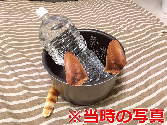 日本奇葩神人arufa 低成本cosplay 咒術迴戰 五條悟 這金針菇真的可以放進冰箱 Line購物