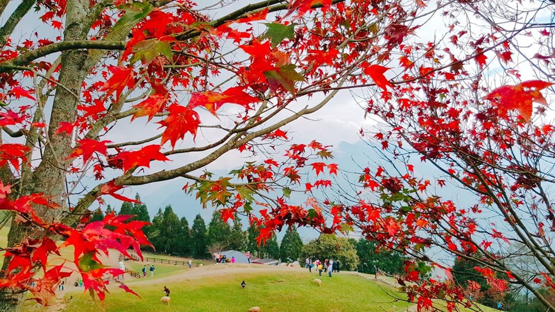 清境農場 @super Brown Photos