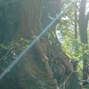 色んな意味で天涯孤独