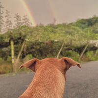 fafa手作寵物用品 零食 團購 🐶🐱