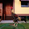 ซุ้มไก่ชนโด่งบ้านทอฝัน