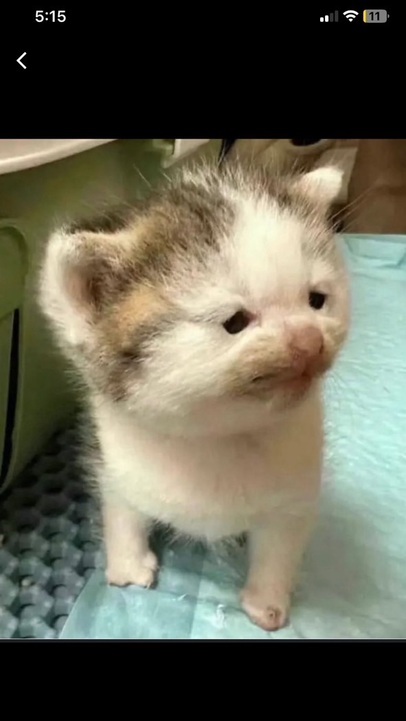 蘭班吃瓜