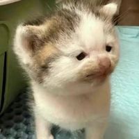 蘭班吃瓜