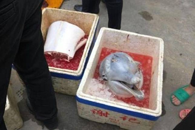 Lumba-lumba dipotong-potong diperjualbelikan/foto: shanghaiist