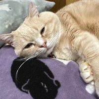 キノコ伝説雑談部屋