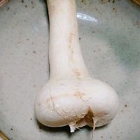 集まれ思春期の森