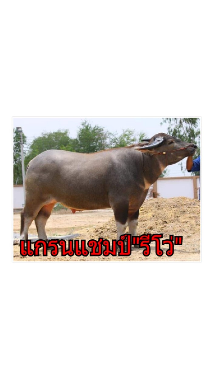 ควายไทย🇳🇱