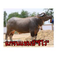 ควายไทย🇳🇱