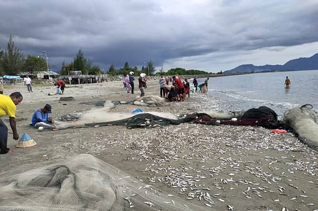 Ikan sejenis teri diduga diserang pemakan karam di pantai Aceh