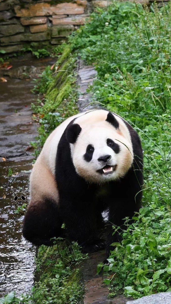 福寶寶應援ee群🐼