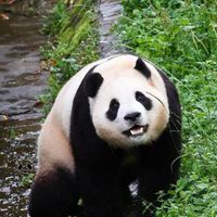 福寶寶應援ee群🐼