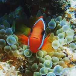 小孩(3~12歲)不佔床者扣NT1000元2足歲以下嬰兒費用:嬰兒(未滿兩歲)NT7000元指定單人房補價差(全程):住宿酒店以兩人一室為原則，若產生單房，需補單人房差NT4000元是否含稅金:否稅金