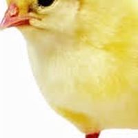 小雞盃