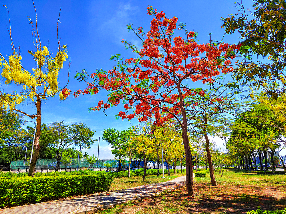 春季花旗木、楝樹及黃花風鈴木，與夏季阿勃勒、鳳凰木、大花紫薇等開花行道樹，讓城市隨四季有了豐富的樣貌。(上：攝影/黃敬文；中：圖片提供/高市府工務局公園處；下：攝影/李瑰嫻)