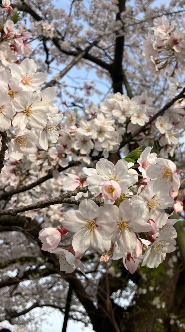 前組町内（西林木町）