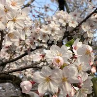 前組町内（西林木町）