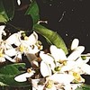 余白に咲く  。