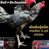 MIXER  FARM 2025.  พัฒนาไก่ชน สายเลือด ป.วุฒิ