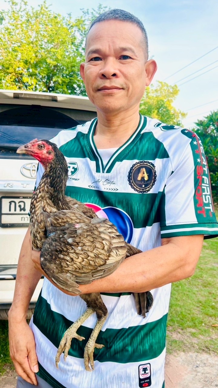 MIXER  FARM 2025.  พัฒนาไก่ชน สายเลือด ป.วุฒิ
