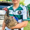 MIXER  FARM 2025.  พัฒนาไก่ชน สายเลือด ป.วุฒิ