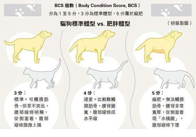 無腰 摸不到肋骨肥胖警號毛孩減磅忌急邊吃邊玩甩脂 明報 Line Today