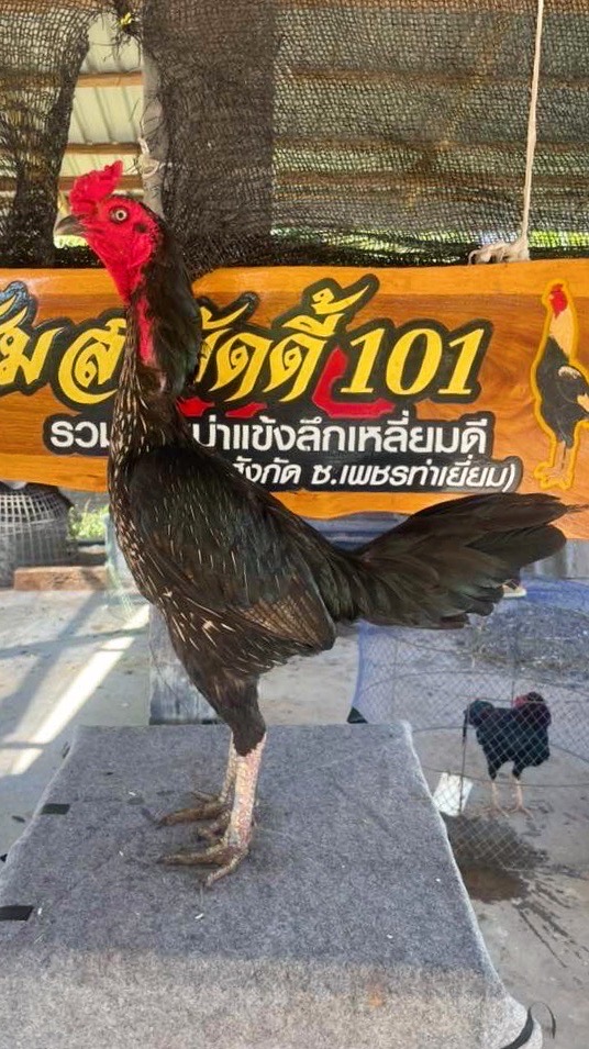 🐓ซุ้ม(ส.บัดดี้101)รวมไก่พม่า เหลี่ยมดี แข้งดี ตีลึก 🏆🥇⚔️