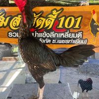 🐓ซุ้ม(ส.บัดดี้101)รวมไก่พม่า เหลี่ยมดี แข้งดี ตีลึก 🏆🥇⚔️