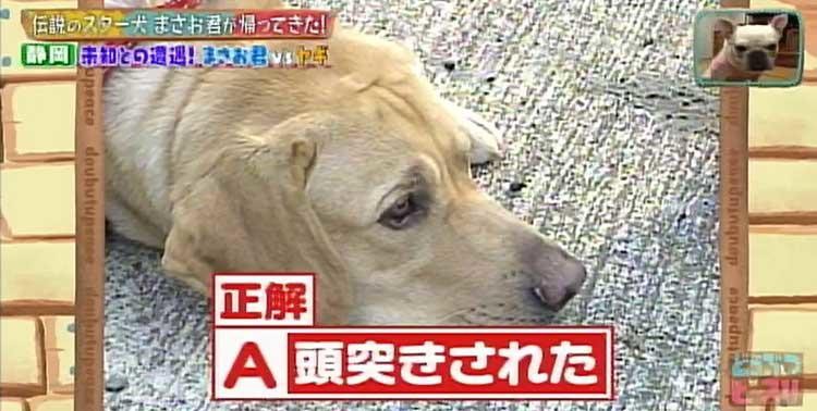 何問正解できる ポチたま の人気旅犬 まさお君の爆笑ハプニングクイズに挑戦 どうぶつピース