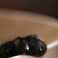 Fulipets X 毛孩用藥與照護權益交流群