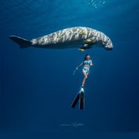 Divehouse - House of Freedive