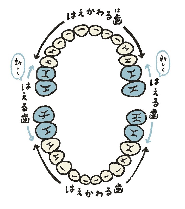 10人に1人が該当 乳歯が抜けない 永久歯欠損症 の場合 どう対処する 小学館hugkuｍ