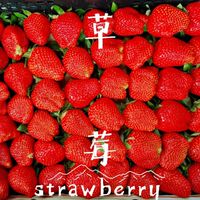 新竹面交大湖草莓零售批發商🍓