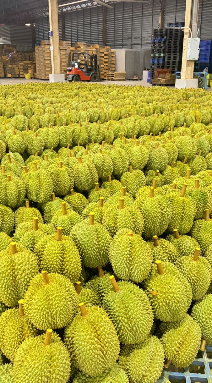 ลูกค้า แผงเจ๊ปู 2019 (หลังสวน)